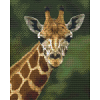 Žirafa 809197